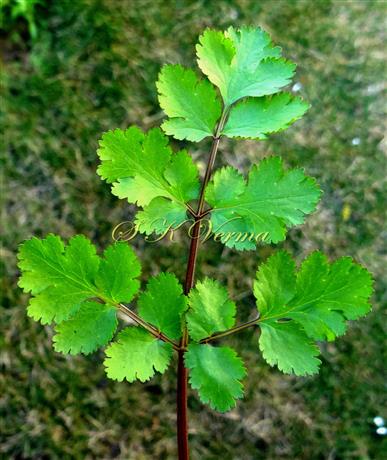  Lower Leaf